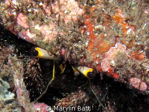The eye's have it with this little bristle crab. by Marylin Batt 